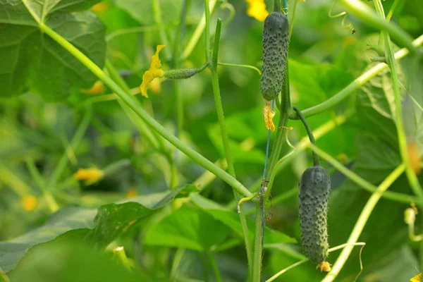 Growing Bio Cucumbers Garden — Stock Photo, Image