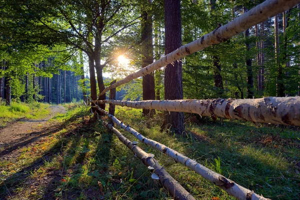 Деревянный Забор Летнем Лесу — стоковое фото