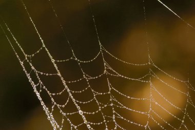 Ormanda makro örümcek ağı ile çiğ damlaları