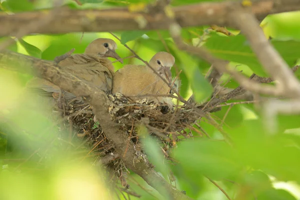 Young Dove Streptopelia Decaocto Nest — Stock Photo, Image