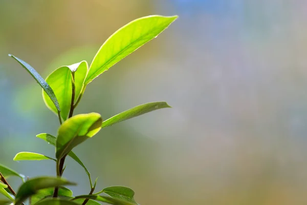 Bonsai Leaves Details Water Drops — Stock Photo, Image