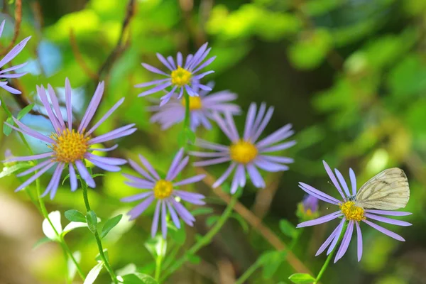 Aster Hispidus Flowers White Butterfly — Stock Photo, Image