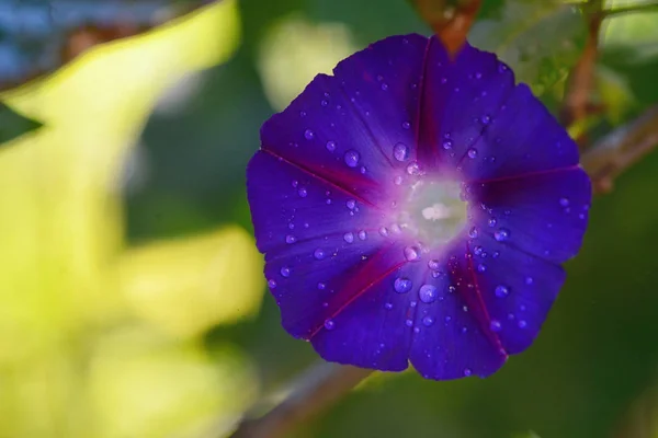 Blomma Ipomoea Närbild Och Dagg Droppar — Stockfoto