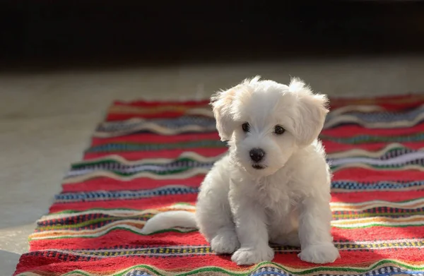 Белый Щенок Мальтийская Собака Сидит Красной Ковровой Дорожке — стоковое фото
