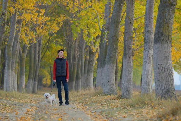 Menino Com Cão Maltês Floresta Outono — Fotografia de Stock