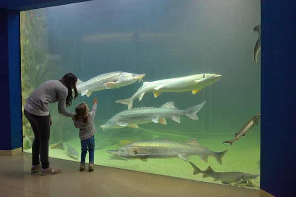 Bambina Sua Madre Guardando Serbatoio Pesce — Foto Stock