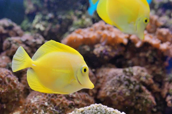 Zebrasoma Fish Corals Aquarium — Stock Photo, Image