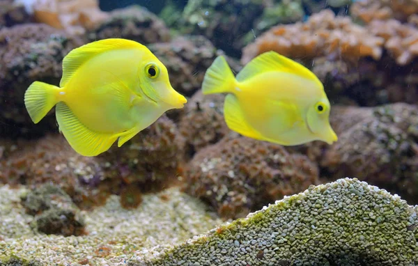 Зебрасомы Кораллы Аквариуме — стоковое фото
