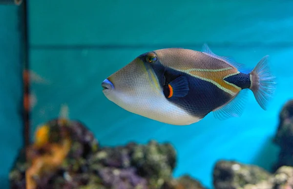 Lagoon Triggerfish Coral Reef Clown Triggerfish — Stock Photo, Image