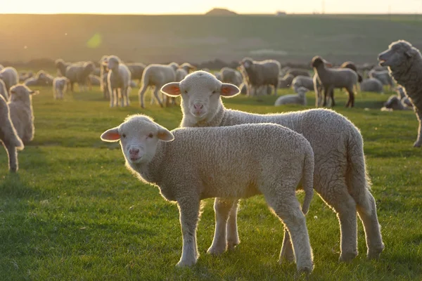 Troupeau Moutons Agneaux Sur Champ Coucher Soleil — Photo