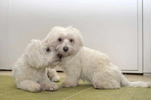 Familia Animales Malteses Dentro Del Hogar —  Fotos de Stock