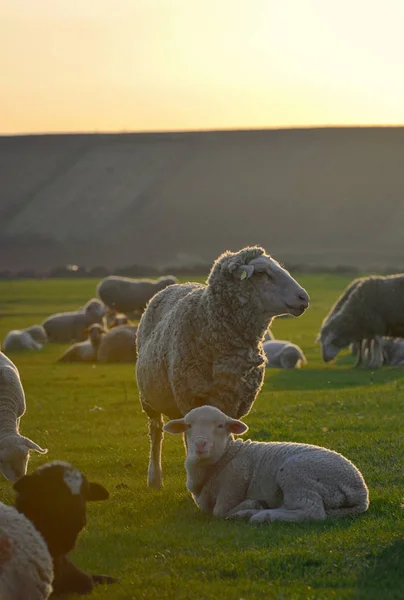 日落田野上的羊群和羔羊 — 图库照片