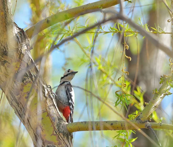 Male Great Spotted Woodpecker Dendrocopos Major Tree Brunch — Stock Photo, Image
