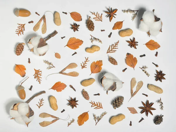 Sonbahar Konsepti Ile Pamuk Tomurcukları Beyaz Kağıt Üzerinde — Stok fotoğraf