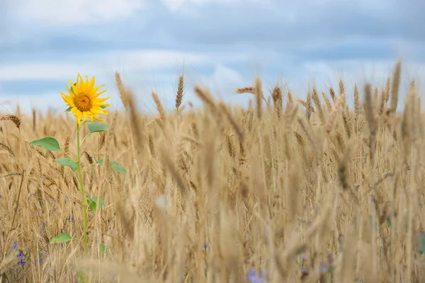 Girasol Campo Trigo Verano —  Fotos de Stock