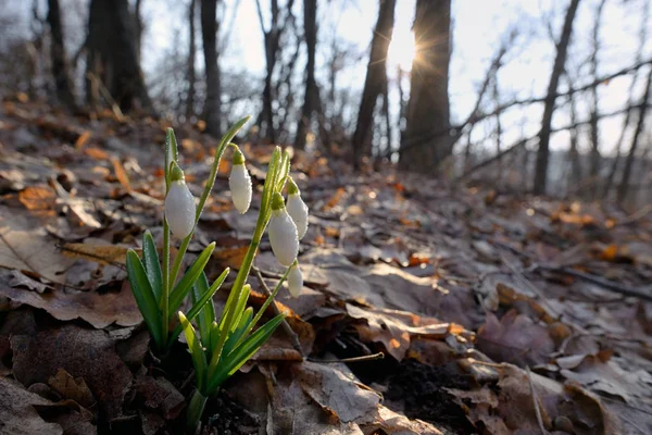 Pierwsze Wiosenne Kwiaty Opady Śniegu Lesie Światło Słoneczne — Zdjęcie stockowe