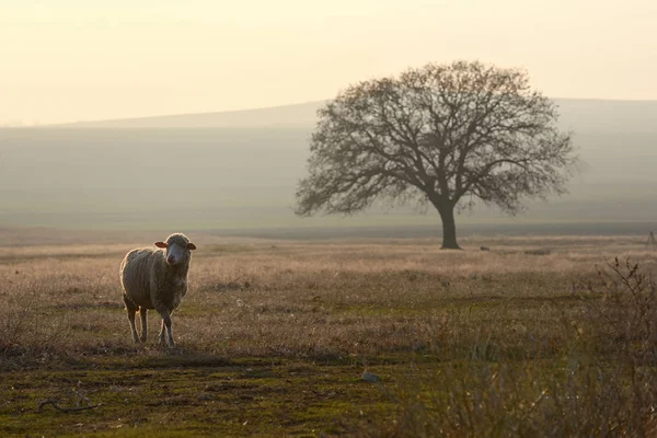 One Sheep Field Sunset — Stock Photo, Image