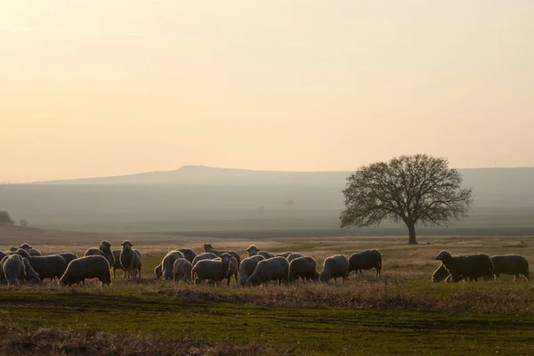 日落时在橡树附近的羊 — 图库照片