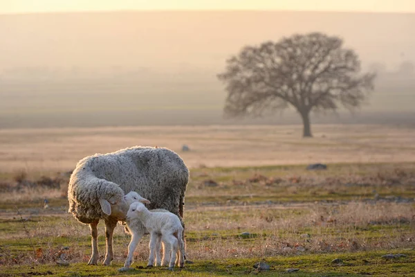 Moutons Deux Agneaux Sur Champ Coucher Soleil — Photo