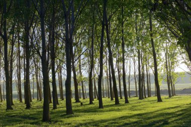 Yaz aylarında güneş ışınları ile sahne orman