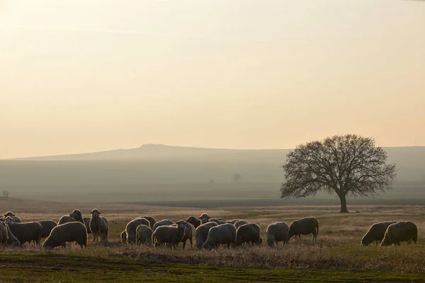橡树附近的羊 — 图库照片