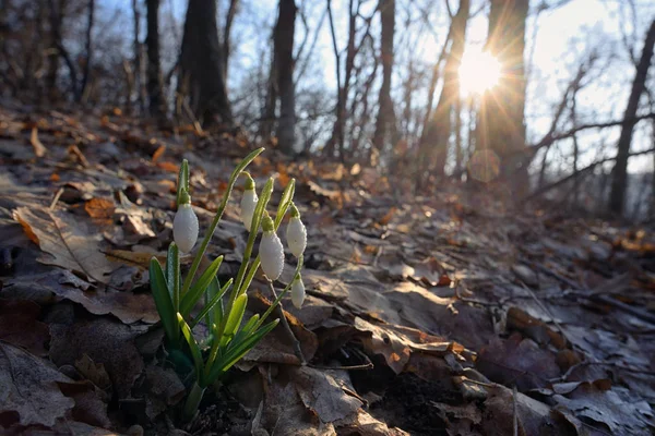 Första våren blommor, snödroppar i skogen — Stockfoto