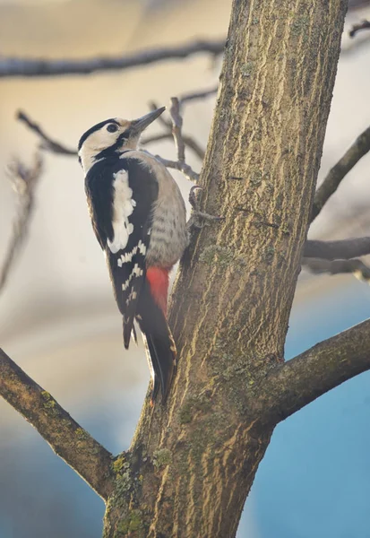 Male great spotted woodpecker on tree brunch — Stock Photo, Image