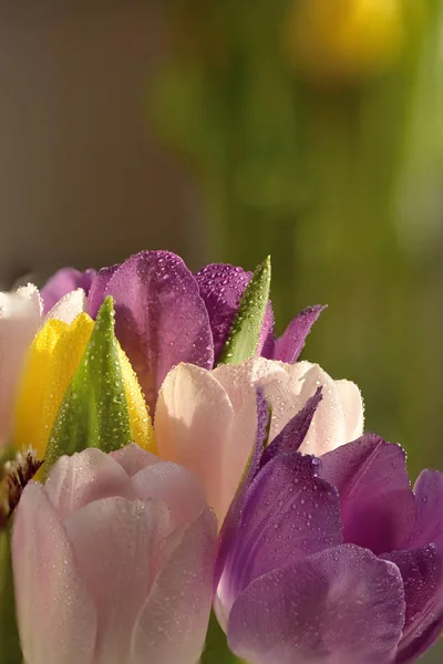 Bouquet of tulips with dew drops — Stock Photo, Image