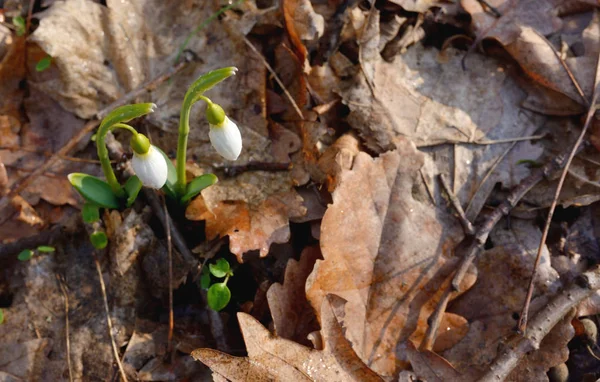 První jarní květy, sněženky — Stock fotografie