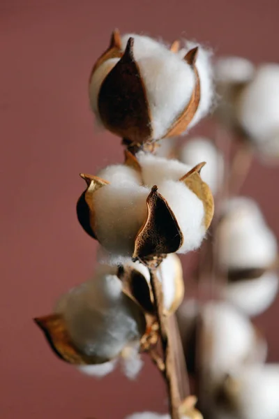 Ramos de algodão em vaso — Fotografia de Stock