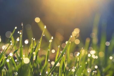 Çiy damlalı taze çimen