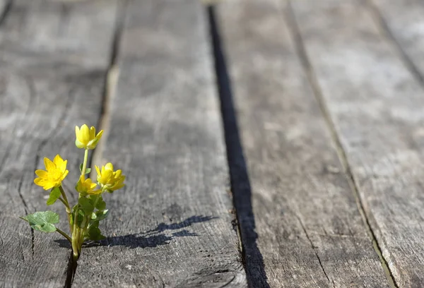 Fleurs jaunes sur fond en bois — Photo