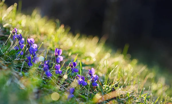 Flores de primavera violetas en el bosque — Foto de Stock