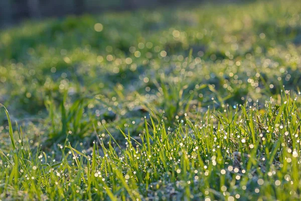 露が落ちる新鮮な草 — ストック写真