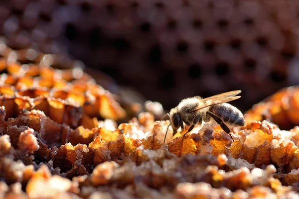 Μέλισσες σε μια κυψέλη την κηρήθρα — Φωτογραφία Αρχείου
