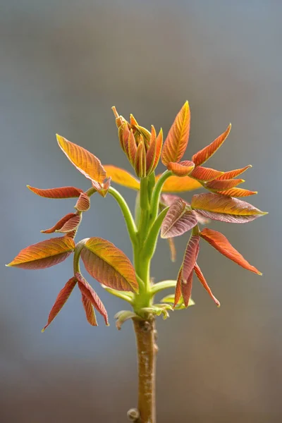 若いクルミの木の芽 — ストック写真