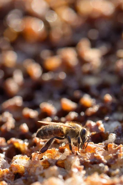 Μακρο-μέλισσες σε μια κυψέλη — Φωτογραφία Αρχείου