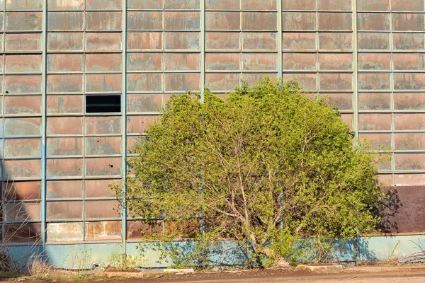 Průmyslový sklad s jedním stromem — Stock fotografie