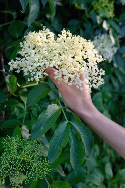 Mulher escolheu Elderflower Cordial no jardim — Fotografia de Stock