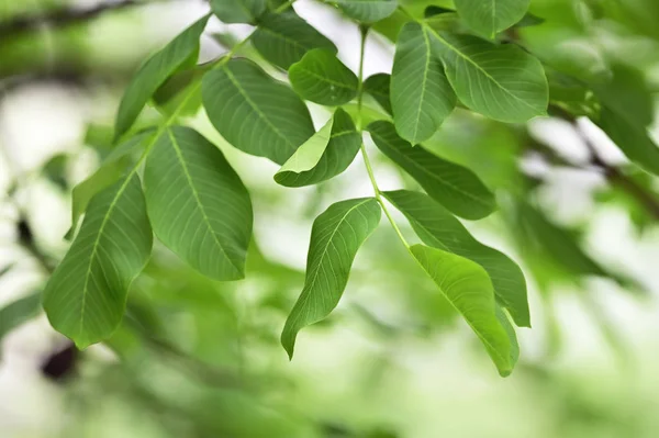 Walnut Branch Walnut Tree — Stock Photo, Image