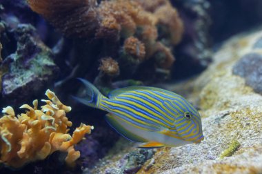 Tropikal balık-Acanthurus lineatus, palyaço Tang
