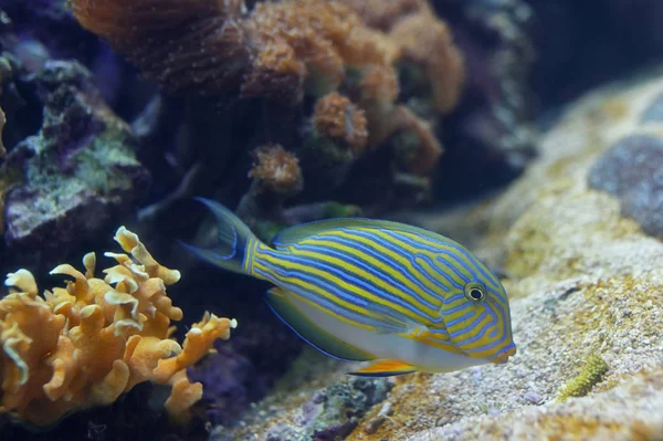 Tropical fish - Acanthurus lineatus, Clown tang — Stock Photo, Image