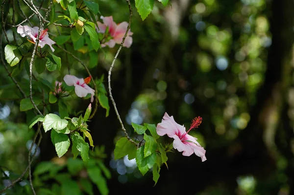 Fiore rosa ibisco — Foto Stock