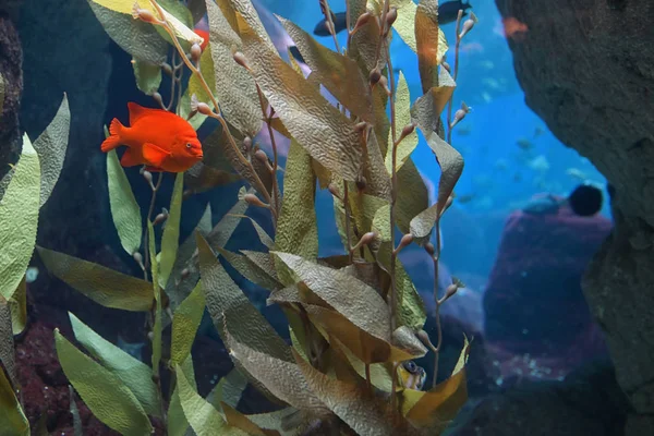 热带红母鱼 — 图库照片
