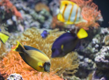 Mercan balık paleti surgeonfish 