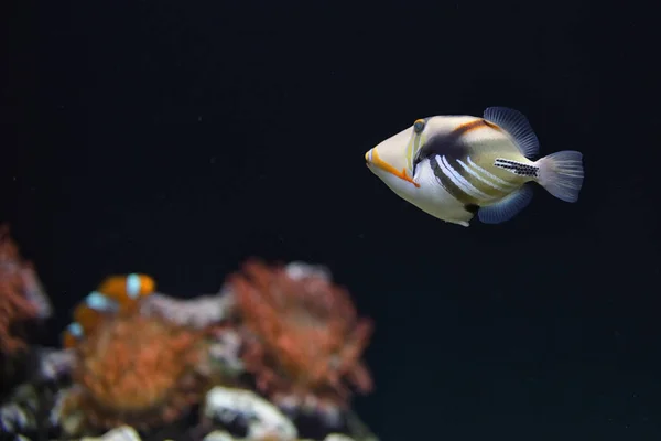 Lagoon triggerfish Payaso de arrecife de coral — Foto de Stock