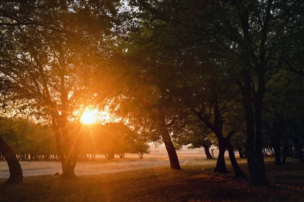 Szene nebliger alter Wald mit Sonnenstrahlen — Stockfoto