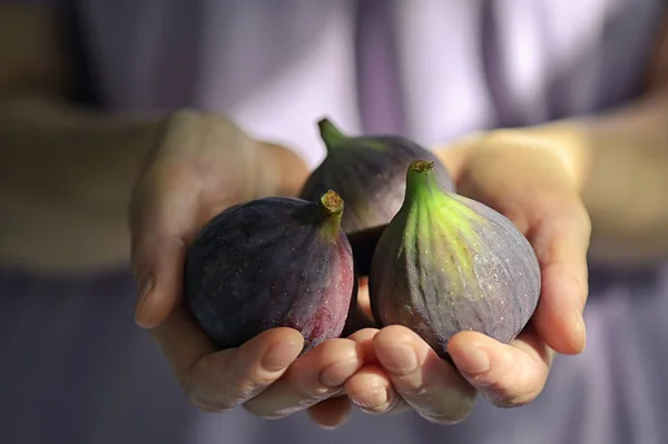 Fresh Figs Holded By Woman — Stock Photo, Image