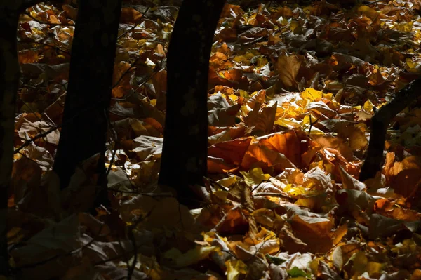 Słońce jesień w lesie — Zdjęcie stockowe