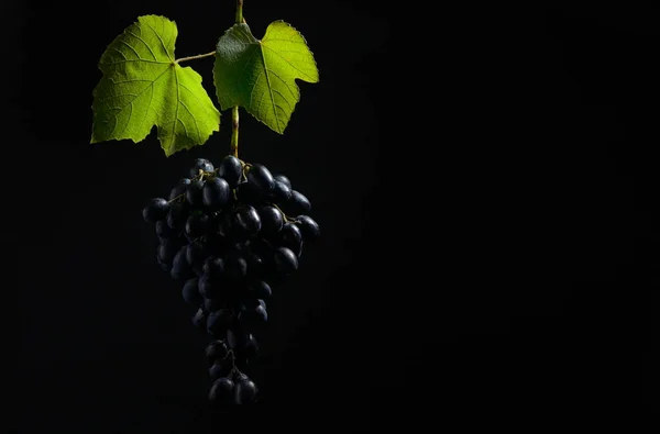 黒を背景にしたブドウの束 — ストック写真